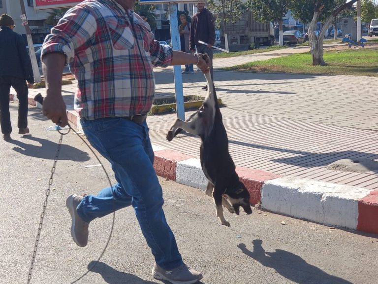 “بداية حملة لمكافحة الكلاب الضالة في جماعة عين حرودة”
