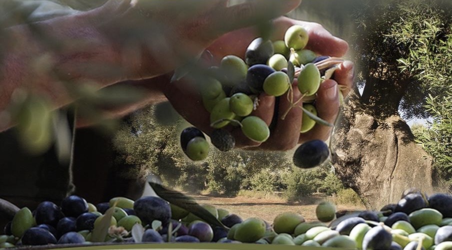 بعد غياب لست سنوات.. قلعة السراغنة تحتضن المعرض الوطني للزيتون في دورته السابعة